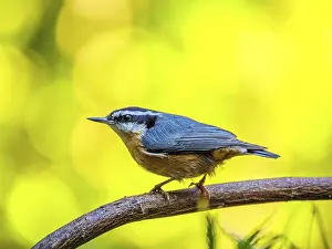 Waiting: A red-breasted nuthatch (Sitta canadensis) perched on a branch in front of a blurred background of yellow autumn leaves