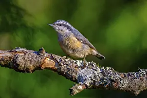 Perch: A Red-breasted Nuthatch (Sitta canadensis) perching on a tree branch