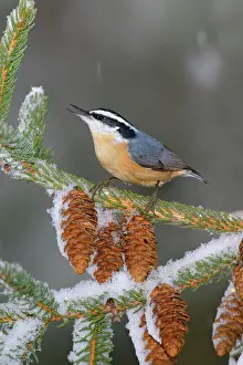 Nuthatches: Red-breasted Nuthatch - in snow, perched on conifer