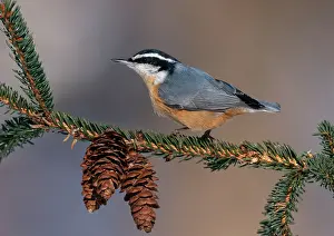 Nuthatches: Red-breasted Nuthatch in winter on conifer
