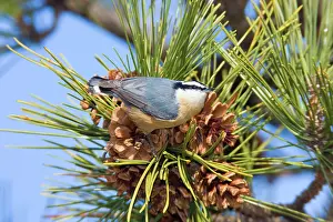 Nuthatches: Red-breasted Nuthatch - in winter feeding on pine