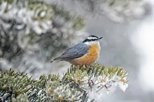 Nuthatch: Red-breasted Nuthatch - in winter snow
