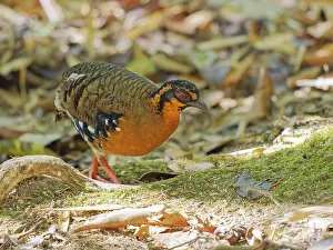 Malaysia: Red Breasted Partridge Arborophila hyperythra Sa