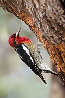 Sphyrapicus: Red-breasted Sapsucker