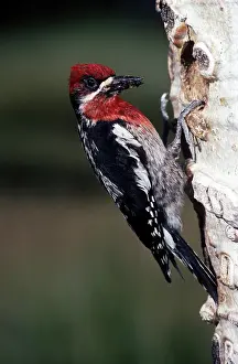 Sphyrapicus: Red-breasted Sapsucker