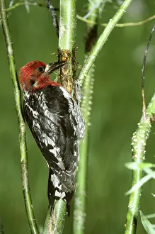 Sierras: Red-breasted Sapsucker