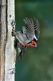 Sphyrapicus: Red-breasted Sapsucker