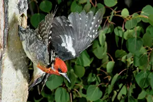 Sphyrapicus: Red-Breasted Sapsucker