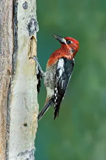 Sphyrapicus: Red-breasted Sapsucker