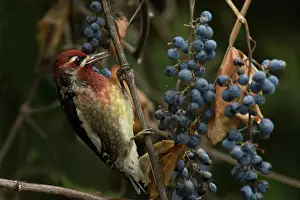 Sphyrapicus: Red-breasted Sapsucker