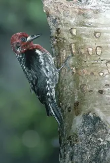 Sphyrapicus: Red-breasted Sapsucker