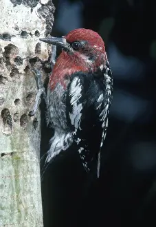 Sphyrapicus: Red-breasted Sapsucker
