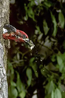 Sphyrapicus: Red-breasted Sapsucker Cleaning Nest