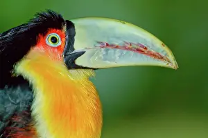 Ramphastos: Red-Breasted Toucan