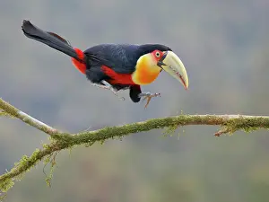 Bill Coster: Red Breasted Toucan landing on branch Ramphastos