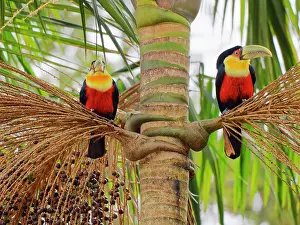 Palm: Red Breasted Toucan pair in palm tree Ramphastos