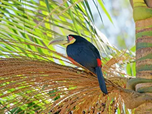 Palm: Red Breasted Toucan in palm tree Ramphastos dicolorus