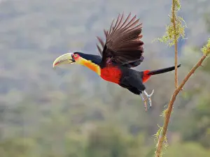 Bill Coster: Red Breasted Toucan Ramphastos dicolorus Atlantic