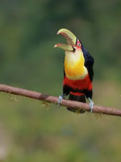 Bill Coster: Red Breasted Toucan Ramphastos dicolorus Atlantic