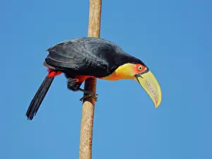 Bill Coster: Red Breasted Toucan Ramphastos dicolorus Atlantic