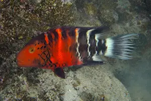 Breasted: Red Breasted Wrasse (Cheilinus fasciatus) (Cheilinus