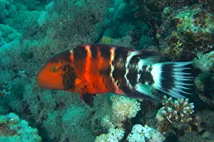 Breasted: Red-breasted wrasse (Cheilinus fasciatus) (Cheilinus