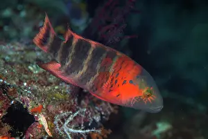 070321: Red-breasted Wrasse - Love Potion, 9 dive site