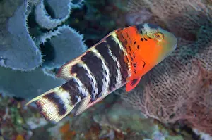 Menjangan: Red-breasted Wrasse - Post 2 dive site, Menjangan Island, Bu