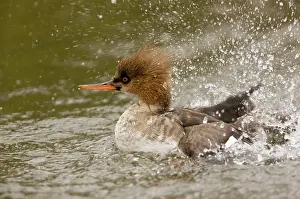 Eclipse: Red-breaster Merganser - adult male preening and