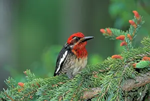 Sphyrapicus: Red-Brested Supsucker perched in evergreen tree