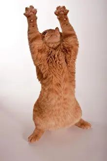 Extend: Red British Shorthair cat doing cat yoga, studio