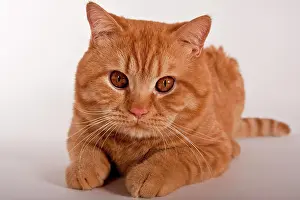 Cutouts: Red British Shorthair cat, studio portrait