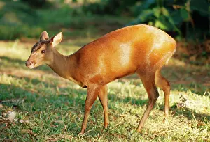 Brocket: Red Brocket DEER - side on