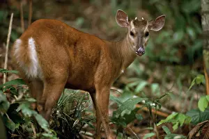 Americana: Red Brocket Deer - male, in rainforest