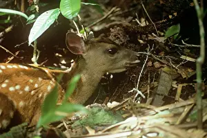 Brocket: Red Brocket Deer - young showing camouflage markings