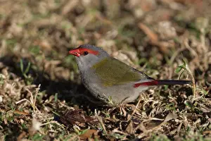 Temporalis: Red-browed Finch