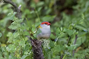 Browed: Red-browed Finch