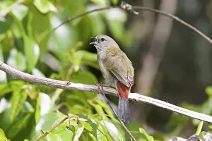 Browed: Red-browed Finch