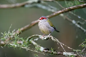 Visiting: Red-browed Finch - One of a flock of wild birds