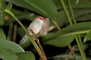 Temporalis: Red-browed Finch - perched on a stem