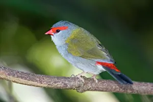 Temporalis: Red-browed Finch - in a subtropical rainforest
