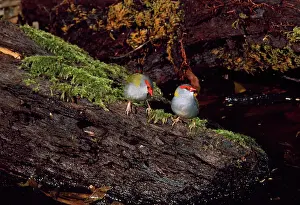 Firetails: Red-browed Firetail / Red-browned Finch - pair for the year