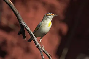 Pardalote: Red-browed Pardalote