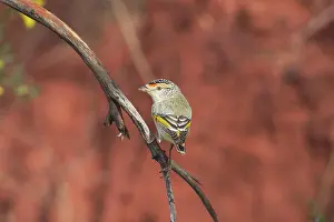 Pardalote: Red-browed Pardalote