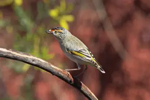 Pardalote: Red-browed Pardalote
