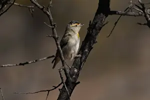 Browed: Red-browed Pardalote