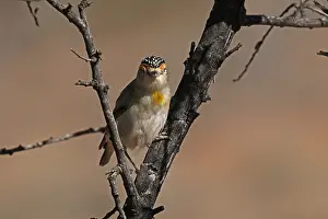 Browed: Red-browed Pardalote