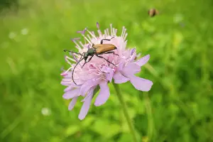 Gathering: Red-brown Longhorn Beetle - adult Longhorn beetle gathering