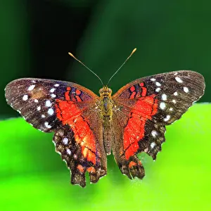 Peacock: Red brown peacock (Anartia amathea), captive
