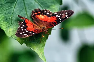 Peacock: Red brown peacock (Anartia amathea), captive